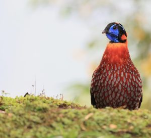 Temminck's Tragopan, 红腹角雉, Tragopan temminckii-gallery-