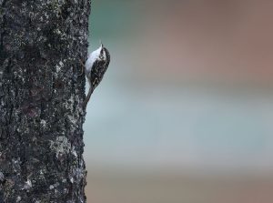 Hodgson's Treecreeper, 霍氏旋木雀, Certhia hodgsoni-gallery-