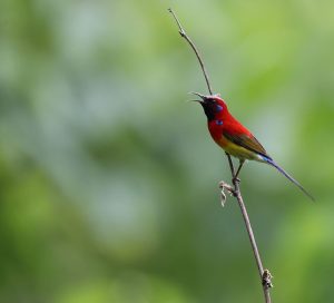 Mrs Gould's Sunbird, 蓝喉太阳鸟, Aethopyga gouldiae-gallery-