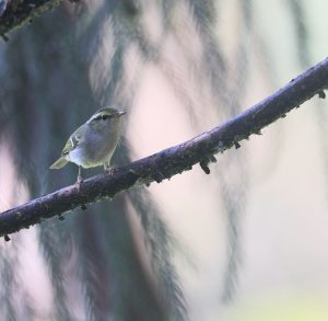 Kloss's Leaf Warbler, 白斑尾柳莺, Phylloscopus ogilviegranti-gallery-