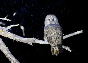 Pere David's Owl, 四川林鸮, Strix davidi-gallery-
