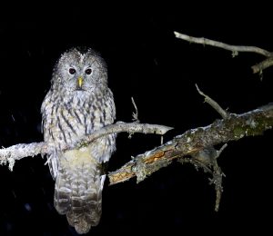 Pere David's Owl, 四川林鸮, Strix davidi-gallery-