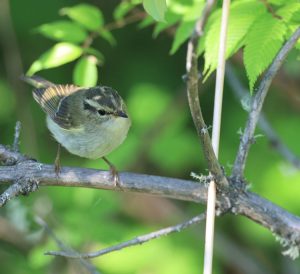Claudia's Leaf Warbler, 冠纹柳莺, Phylloscopus claudiae-gallery-