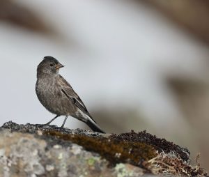 Brandt's Mountain Finch, 高山岭雀, Leucosticte brandti-gallery-