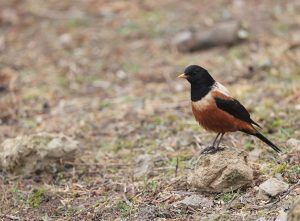 Kessler's Thrush, 棕背黑头鸫, Turdus kessleri-gallery-