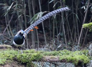 Lady Amherst's Pheasant, 白腹锦鸡, Chrysolophus amherstiae-gallery-