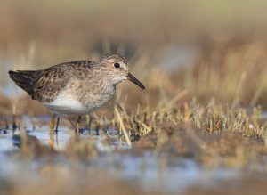 Temminck's Stint, 青脚滨鹬, Calidris temminckii-gallery-