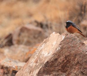 Black Redstart, 赭红尾鸲, Phoenicurus ochruros-gallery-