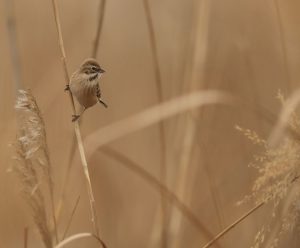 Pallas's Reed Bunting, 苇鹀, Emberiza pallasi-gallery-