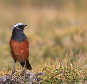Guldenstadt's Redstart, 红腹红尾鸲, Phoenicurus erythrogastrus-gallery-