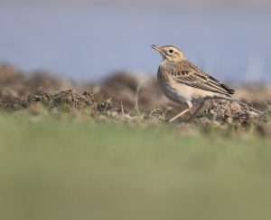 Richard's Pipit, 理氏鹨, Anthus richardi-gallery-