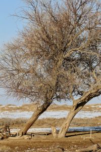 宁夏自治区-gallery-