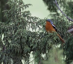 Przevalski's Redstart, 贺兰山红尾鸲, Phoenicurus alaschanicus-gallery-