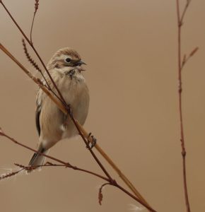 Pallas's Reed Bunting, 苇鹀, Emberiza pallasi-gallery-