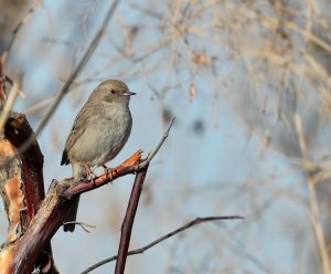 Kozlov's Accentor, 贺兰山岩鹨, Prunella koslowi-gallery-
