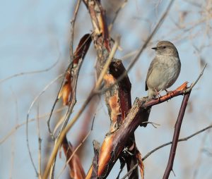 Kozlov's Accentor, 贺兰山岩鹨, Prunella koslowi-gallery-