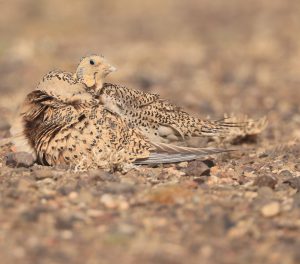Pallas's Sandgrouse, 毛腿沙鸡, Syrrhaptes paradoxus-gallery-