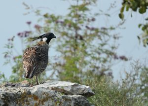 Koklass Pheasant, 勺鸡, Pucrasia macrolopha-gallery-