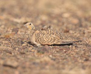 Pallas's Sandgrouse, 毛腿沙鸡, Syrrhaptes paradoxus-gallery-