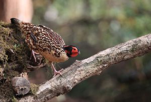 Cabot's Tragopan, 黄腹角雉, Tragopan caboti-gallery-