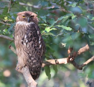 Brown Fish Owl, 褐渔鸮, Ketupa zeylonensis-gallery-