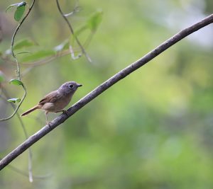 Huet's Fulvetta, 淡眉雀鹛, Alcippe hueti-gallery-