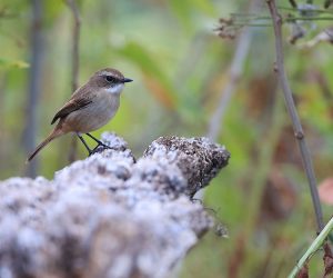 Grey Bush Chat, 灰林䳭, Saxicola ferreus-gallery-