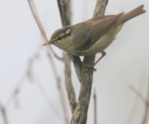Blyth's Leaf Warbler, 西南冠纹柳莺, Phylloscopus reguloides-gallery-