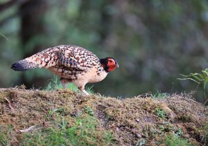 Cabot's Tragopan, 黄腹角雉, Tragopan caboti-gallery-