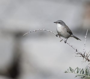 Hume’s Whitethroat, 休氏白喉林莺, Curruca althaea-gallery-