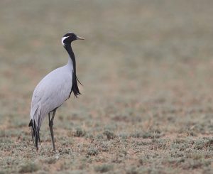 Demoiselle Crane, 蓑羽鹤, Grus virgo-gallery-