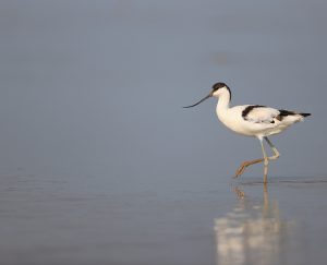 Pied Avocet, 反嘴鹬, Recurvirostra avosetta-gallery-