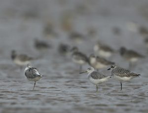 Nordmann's Greenshanks, 小青脚鹬, Tringa guttifer / Grey Plovers , 和灰斑鸻, Pluvialis squatarola-gallery-