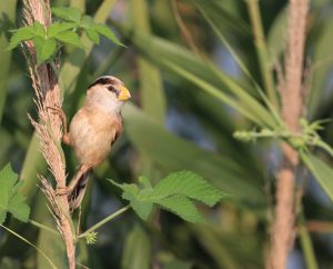 Reed Parrotbill, 震旦鸦雀, Paradoxornis heudei-gallery-