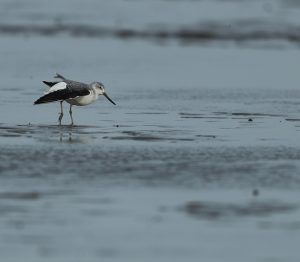 Nordmann's Greenshank, 小青脚鹬, Tringa guttifer-gallery-