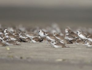 Lesser Sand Plovers, 蒙古沙鸻, Charadrius mongolus / Curlew Sandpiper, 弯嘴滨鹬, Calidris ferruginea / Broad-billed Sandpipers, 阔嘴鹬, Calidris falcinellus-gallery-