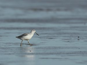 Nordmann's Greenshank, 小青脚鹬, Tringa guttifer-gallery-