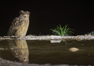 Tawny Fish Owl, 黄腿渔鸮, Ketupa flavipes-gallery-