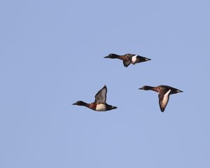 Baer's Pochard, 青头潜鸭, Aythya baeri-gallery-