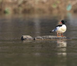 Scaly-sided Merganser, 中华秋沙鸭, Mergus squamatus-gallery-