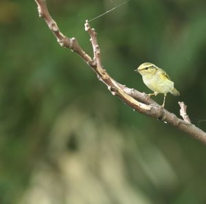 Pallas's Leaf Warbler, 黄腰柳莺, Phylloscopus proregulus-gallery-