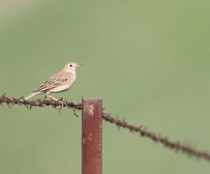 Richard's Pipit, 理氏鹨, Anthus richardi-gallery-