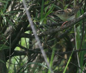 Pallas's Grasshopper Warbler, 小蝗莺, Helopsaltes certhiola-gallery-
