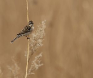 Pallas's Reed Bunting 苇鹀, Emberiza pallasi-gallery-