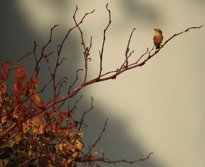 Stejneger's Stonechat, 东亚石䳭, Saxicola stejnegeri-gallery-