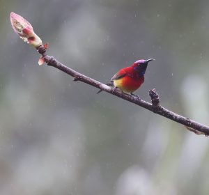 Mrs Gould's Sunbird, 蓝喉太阳鸟, Aethopyga gouldiae-gallery-