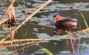 Little Grebe, 小䴙䴘, Tachybaptus ruficollis-gallery-
