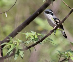 Blyth's Shrike-Babbler, 红翅鵙鹛, Pteruthius aeralatus-gallery-
