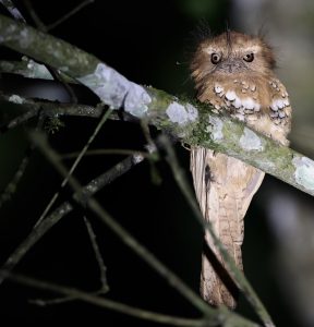 Hodgson's Frogmouth, 黑顶蟆口鸱, Batrachostomus hodgsoni-gallery-