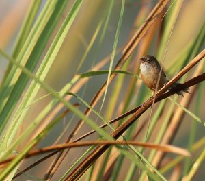 Jerdon's Babbler, 杰氏鹛雀, Chrysomma altirostre-gallery-